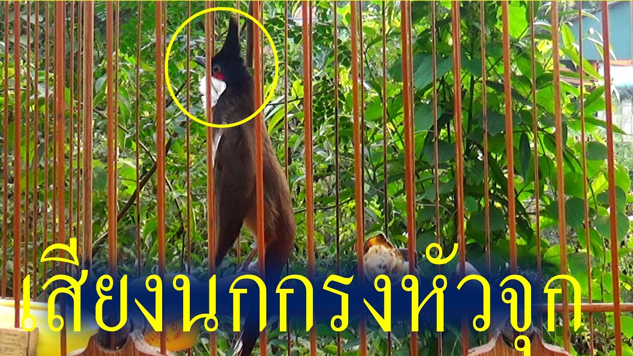 เสียงเรียก!! เสียงนกกรงหัวจุก ยั่วให้นกคึก เสียงนกกรงหัวจุก