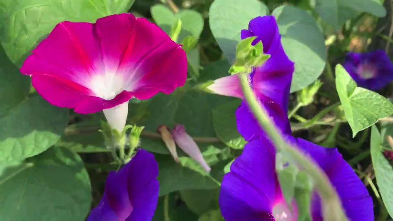 🌸🌺 Hajnalka (Ipomoea) / Morning glory