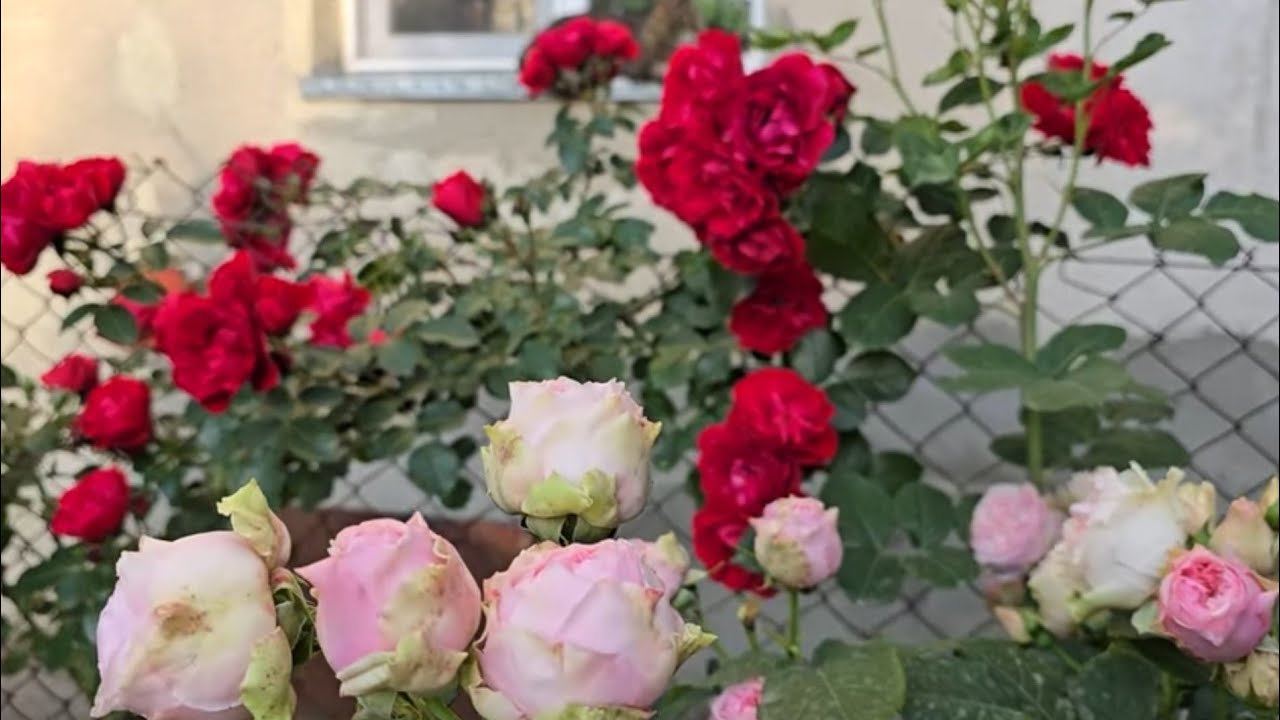Розы с грузинским акцентом 🌹🌹🌹