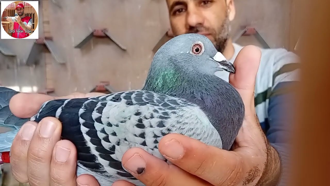 توليعة عند الأبطال بنوارة الشهلاوي أصحاب الإنجاز الكبير  هذا الأسبوع الف مبروووك عليهم .