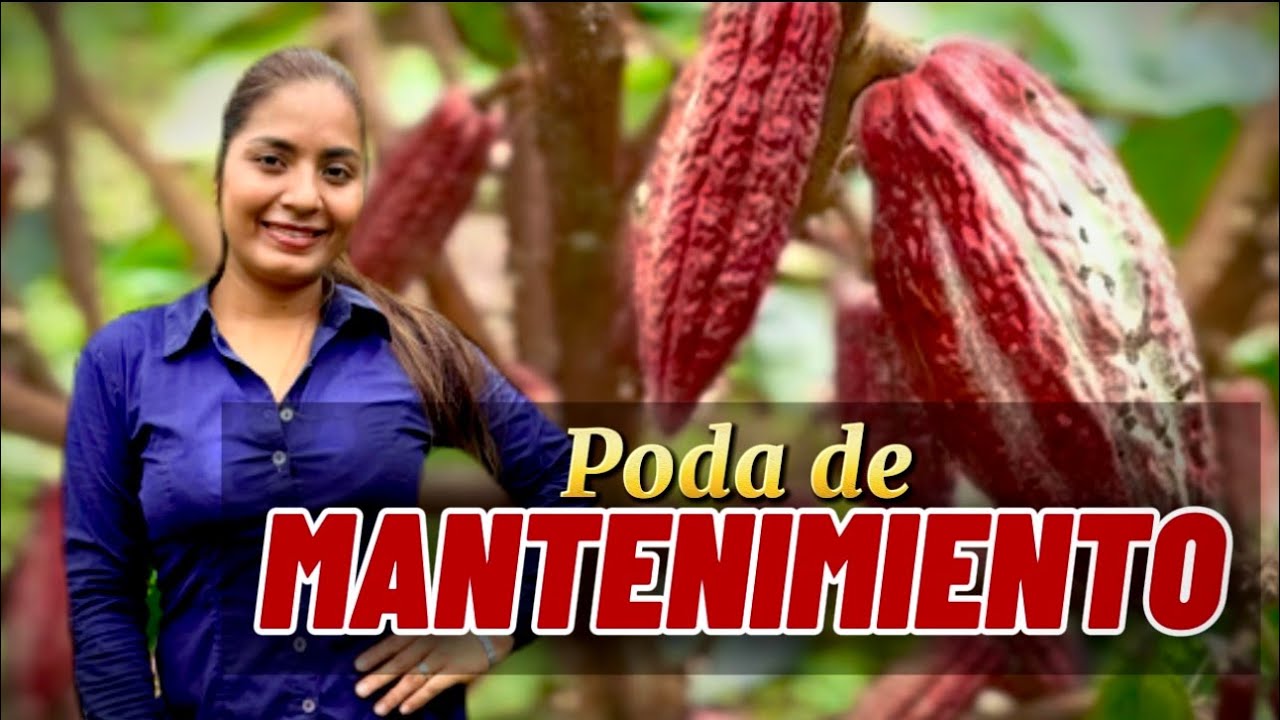 Poda de mantenimiento de cacao. Todo lo que tienes que saber, paso a paso. Plantación de dos años.