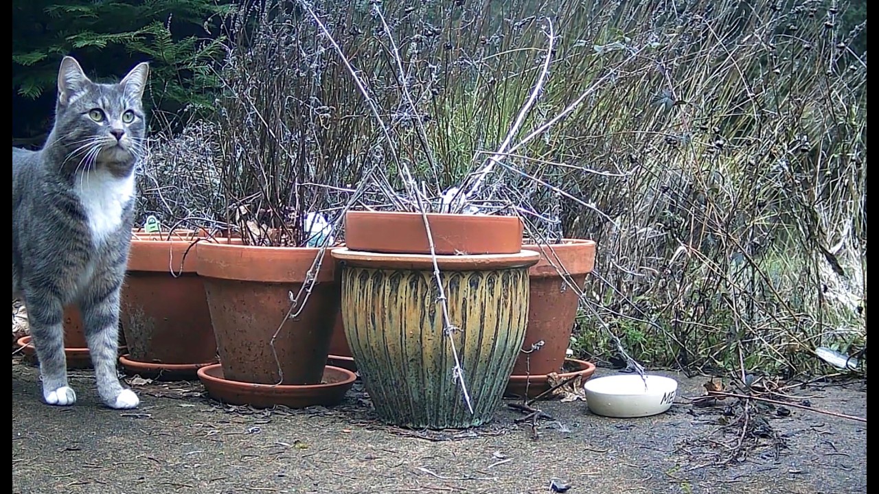 Catnip Highlight Reel #33