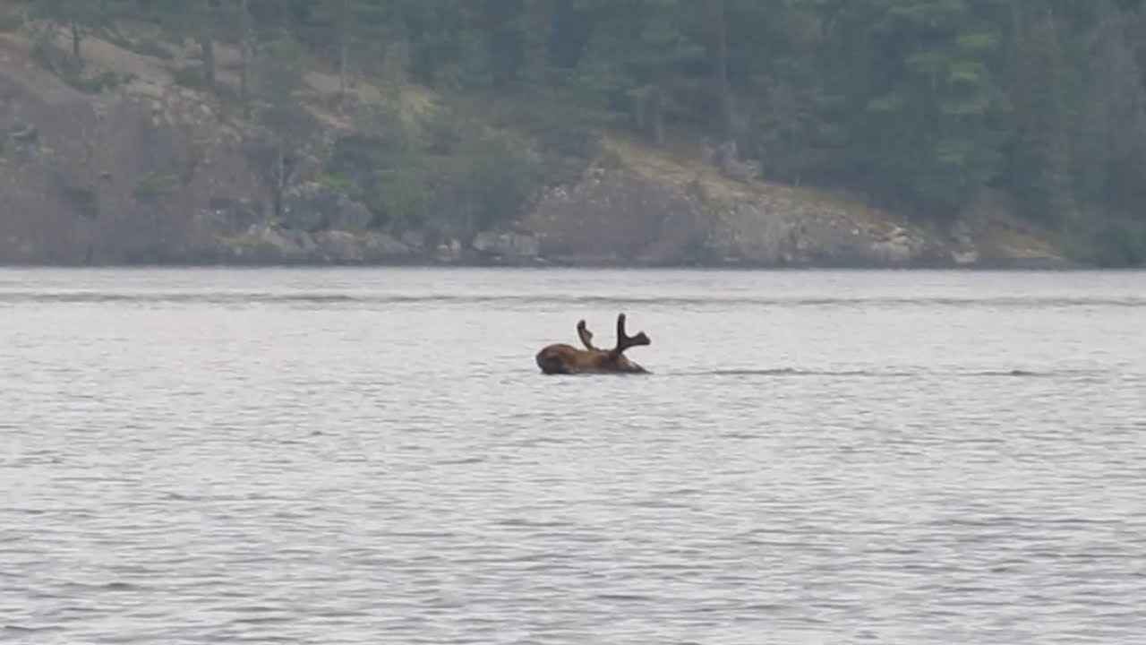 Moose on the Loose | CCT 4 of 4