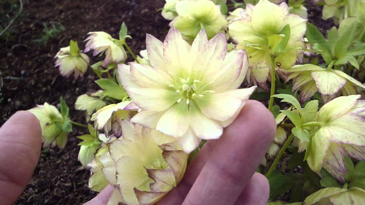 Helleborus Winter Jewels Golden Lotus