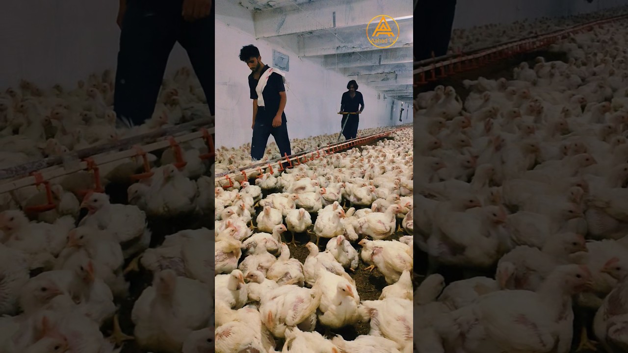 How To Broiler Chicken 🐔 day (29) 28 #aahadtv #shorts