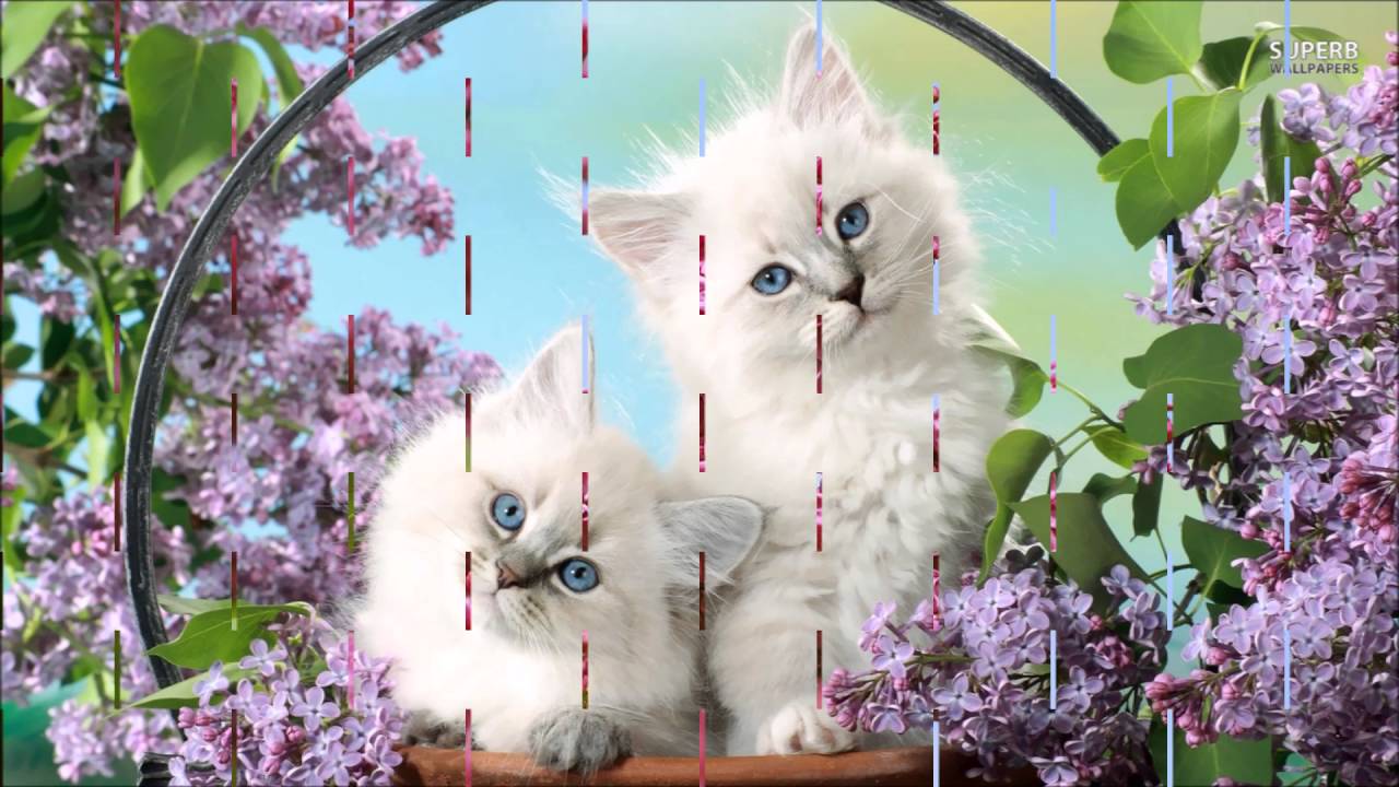 Lilacs In May......The Lords