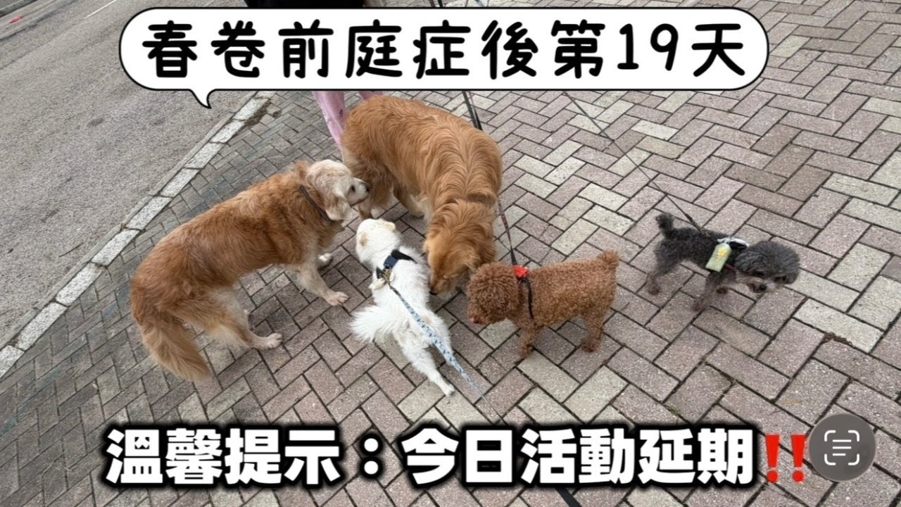 3月7日活動延期‼️在家餵狗狗🐶春卷前庭症第19天💪🏻 ［Renee Maryko Lili 狗狗零食基金贊助🙏🏻］