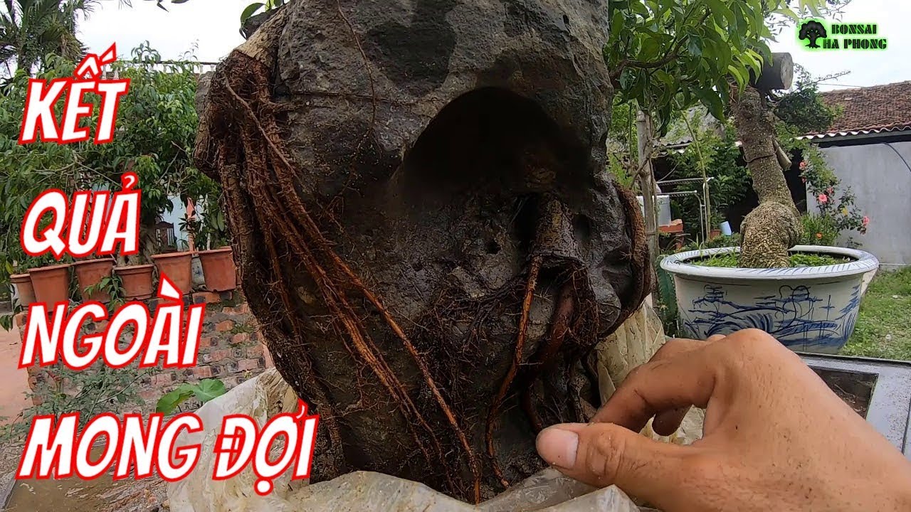 Không ngờ làm Rễ Ôm Đá theo cách này lại cho ra bộ rễ đẹp như vậy-BShp
