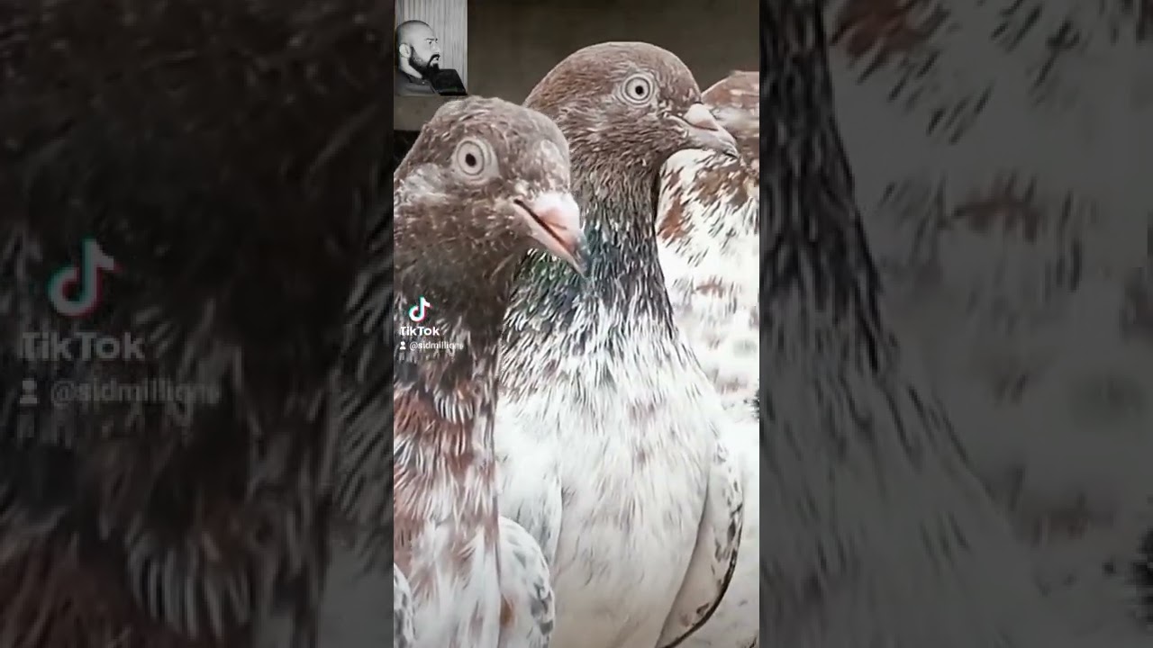 OLD blood Line say SHIKRAY KABOOTAR 