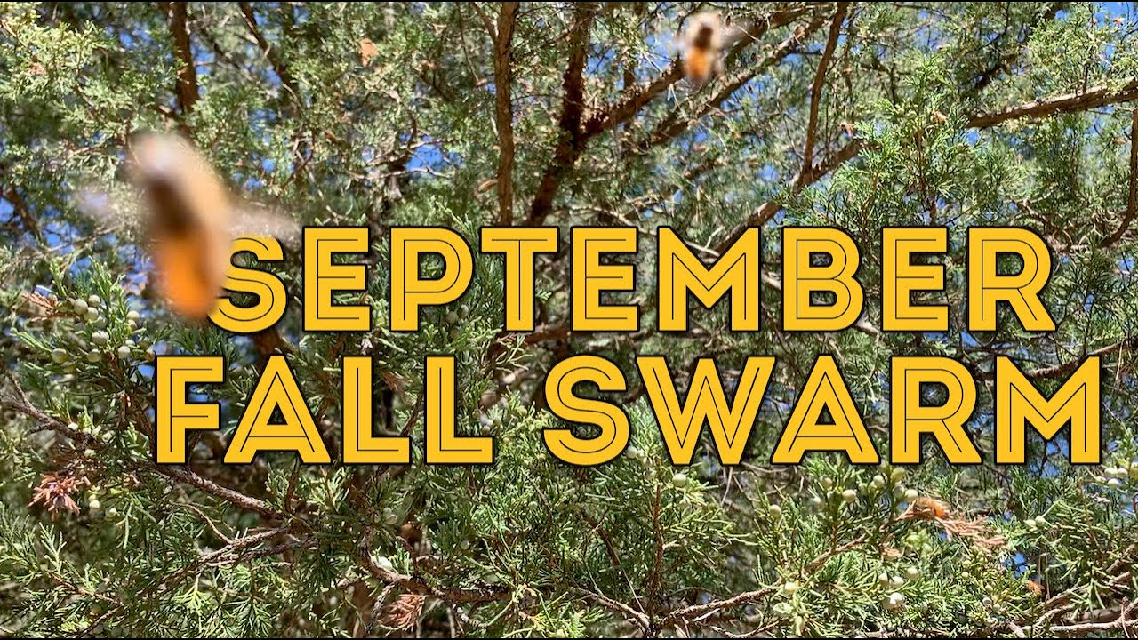 September Fall Swarm, Why did my bees swarm in the fall?