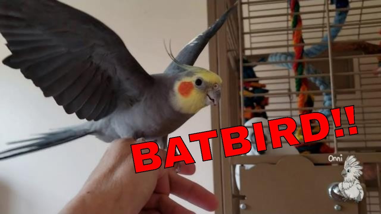 Good Times Hanging Out With A Cockatoo And Mini-too