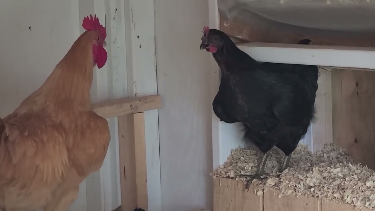 Edgar and Sassy Argue Over the Best Spot to Lay an Egg