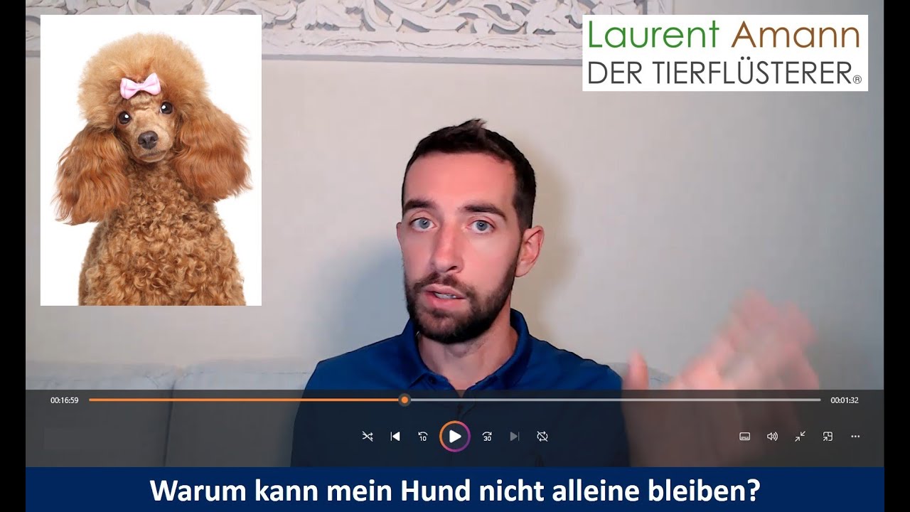 Warum kann mein Hund nicht alleine bleiben? - Trennungsangst beim Hund - Serie 