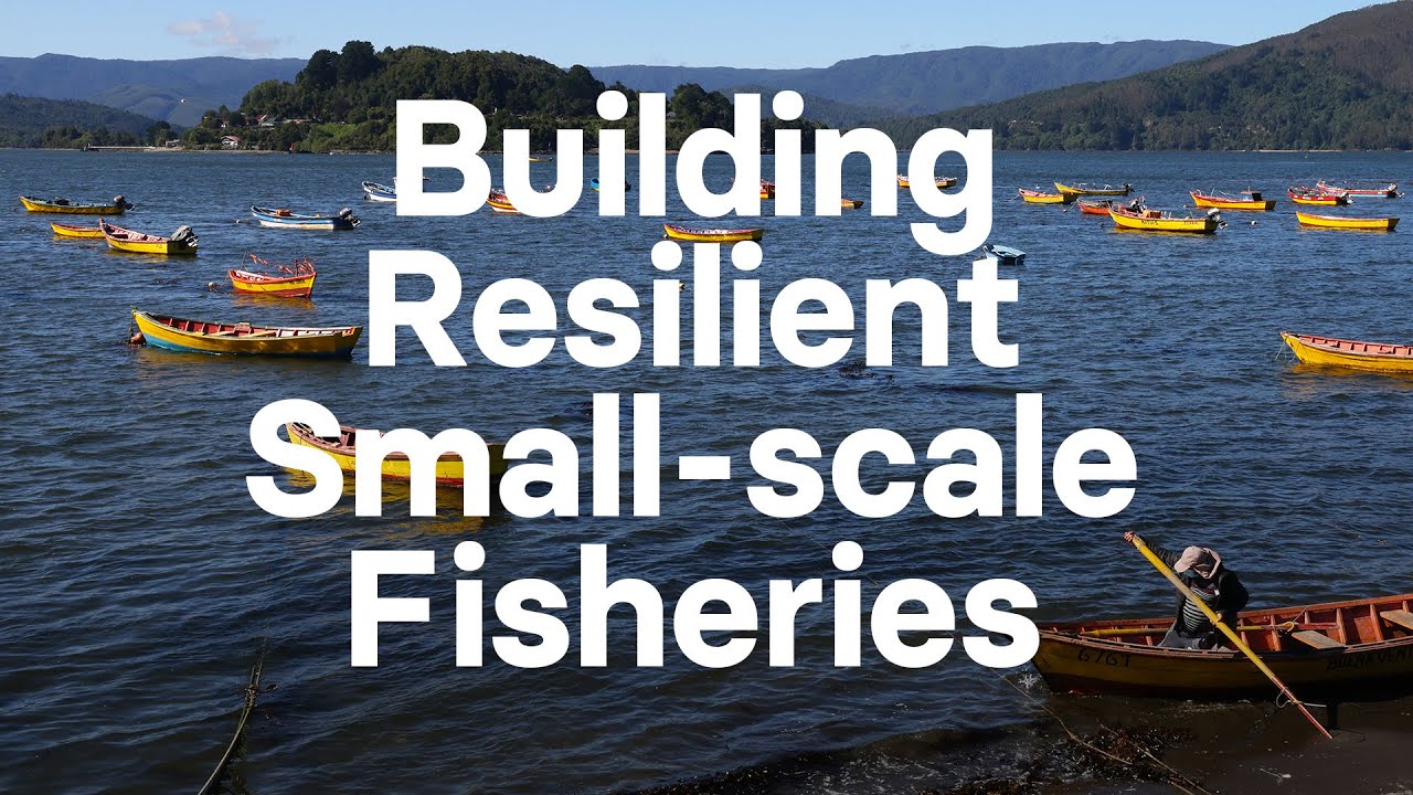 Building resilient small-scale fisheries