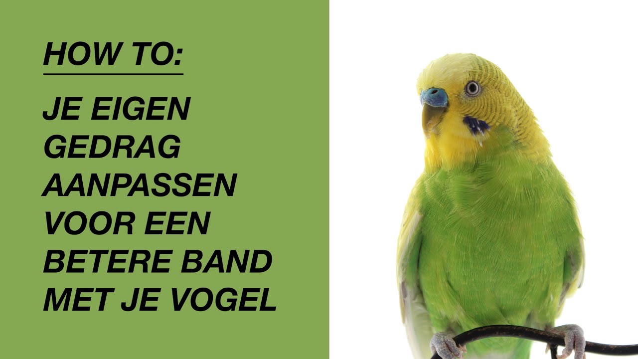 Een Betere Band Met Je Vogel Opbouwen