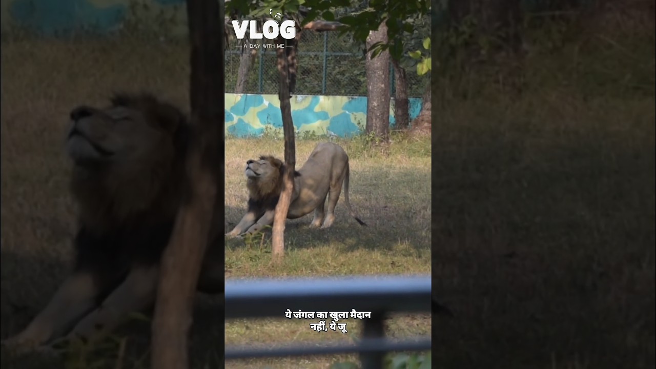 Ek reel, pura jungle /full vlog link discription me hai