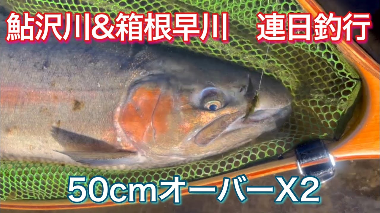 鮎沢川&箱根早川の連日釣行　50㎝オーバーX2