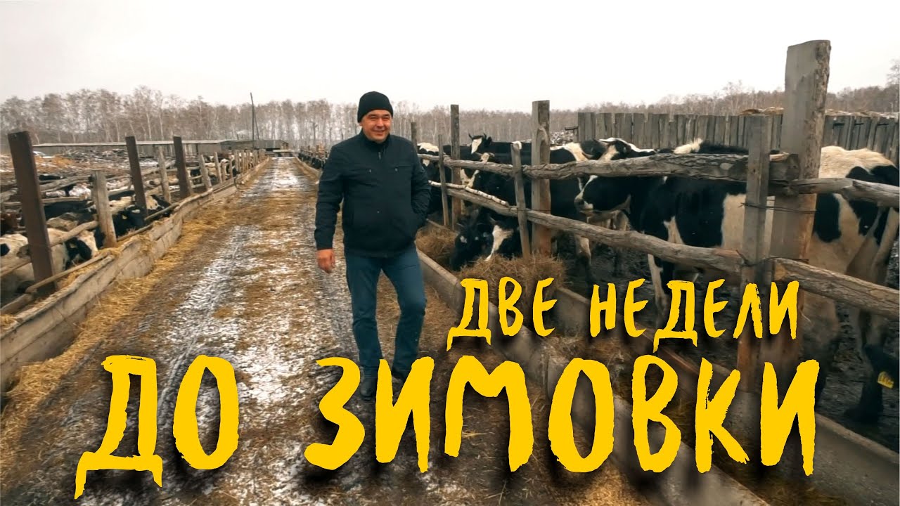 «Две недели до зимовки» // межсезонье сельского хозяйства