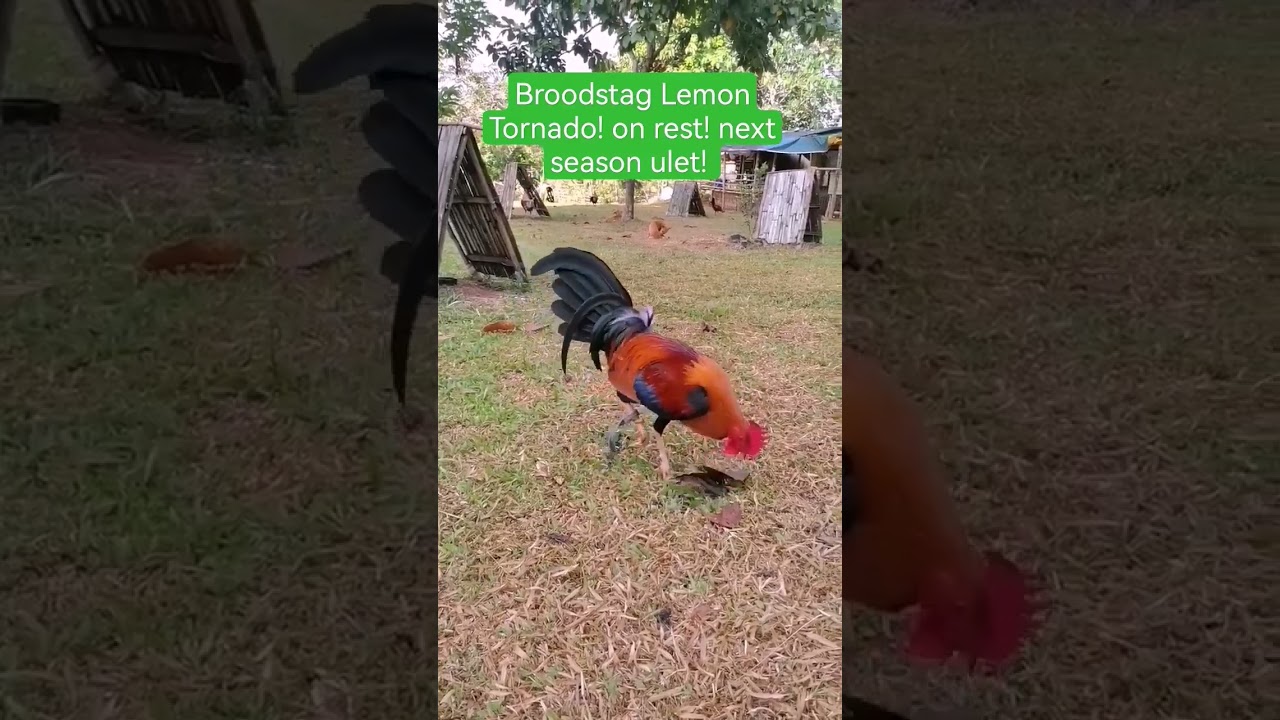 Broodstag Lemon Tornado #landfowl #chicken #freerange #rooster #wildfowl #waterfowl