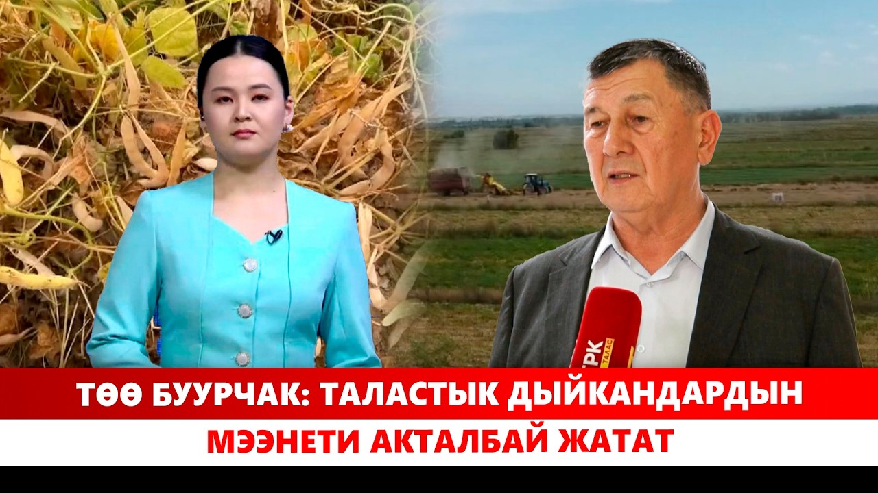 Адистер фасолдун ордуна кайсы өсүмдүктөрдү өстүрүүгө кеңеш берет?