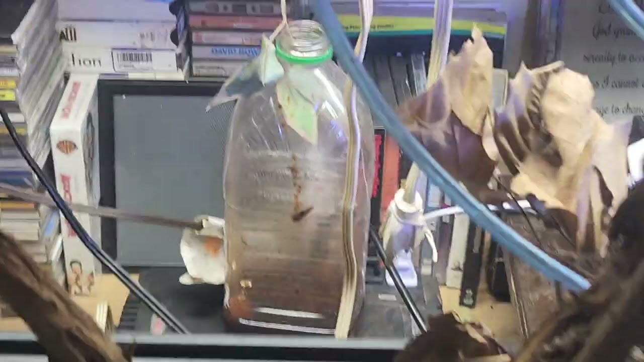 4th fish 🐟 shed remodel video 📹 by @carllaney81aquascapes ✨️ subscribe 