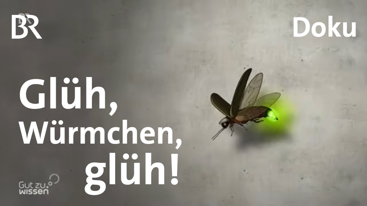 Faszinierende Leuchtkäfer: Warum Glühwürmchen immer seltener leuchten | Gut zu wissen | BR