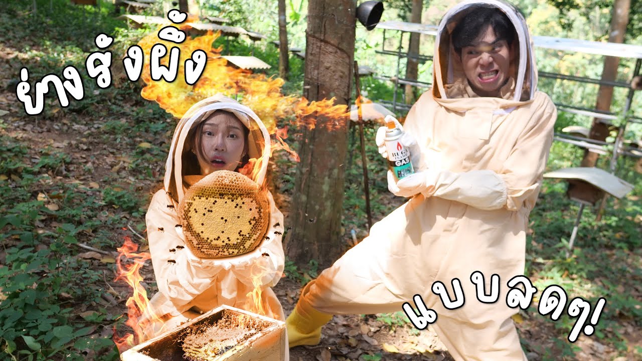 ย่างรังผึ้งสดๆ ในฟาร์มผึ้ง จนโดนผึ้งลุมต่อย