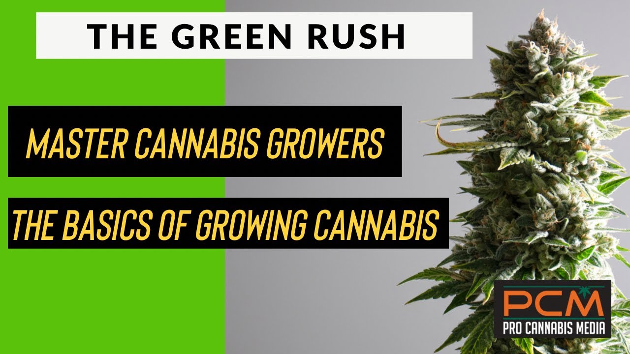 How to Grow the Best Cannabis from Master Growers on The Green Rush