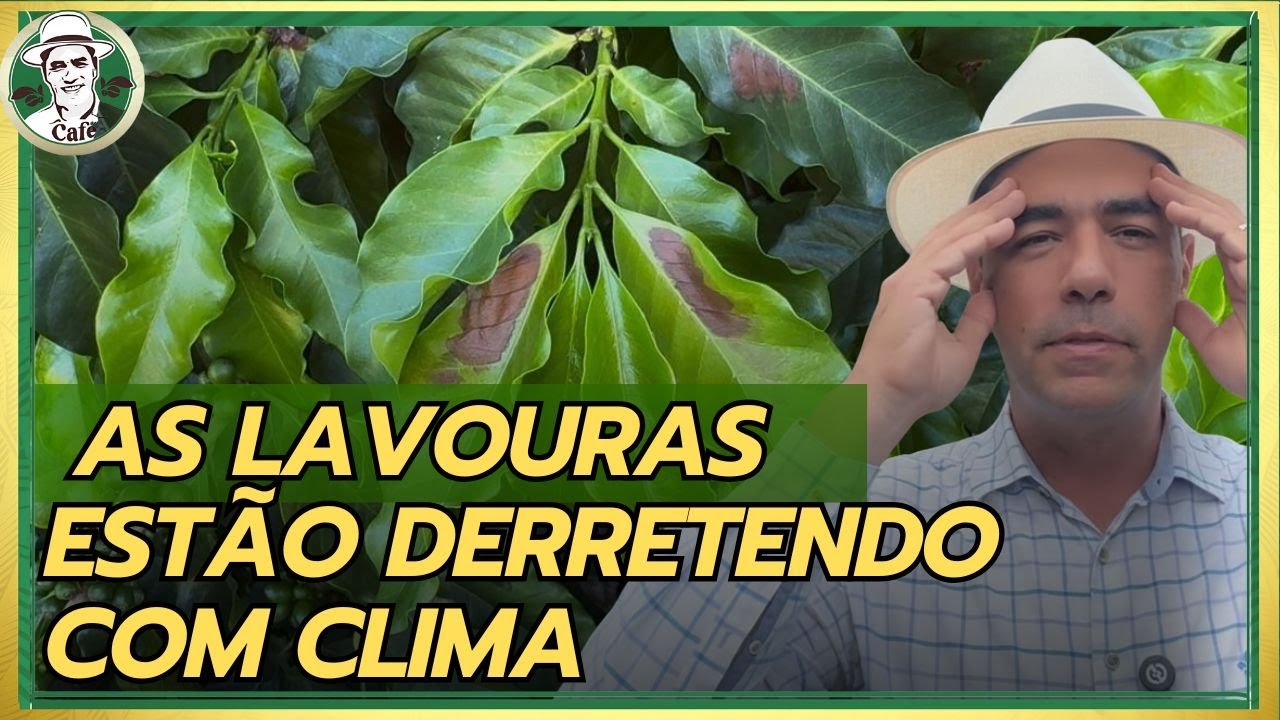 CALOR EXTREMO, CHUVA IRREGULAR E CAFÉ EM FORMAÇÃO. A VERDADE SOBRE A PRÓXIMA SAFRA