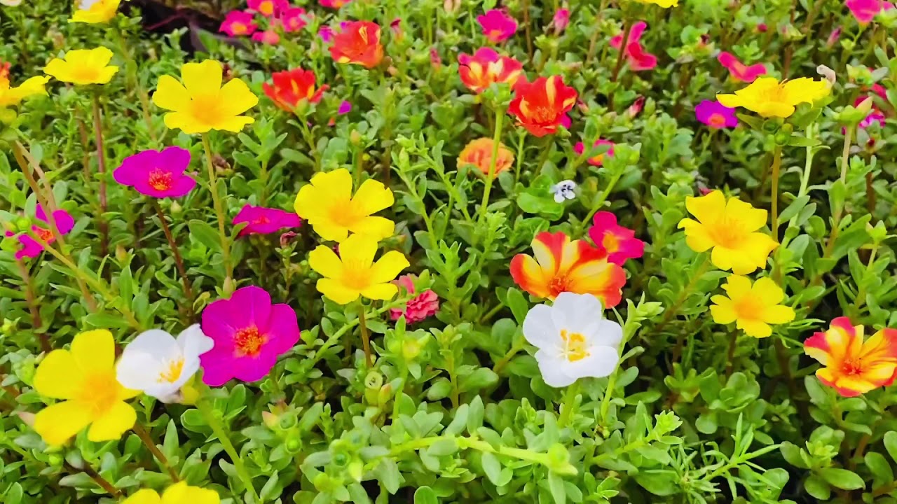 আমার ছাদ বাগান