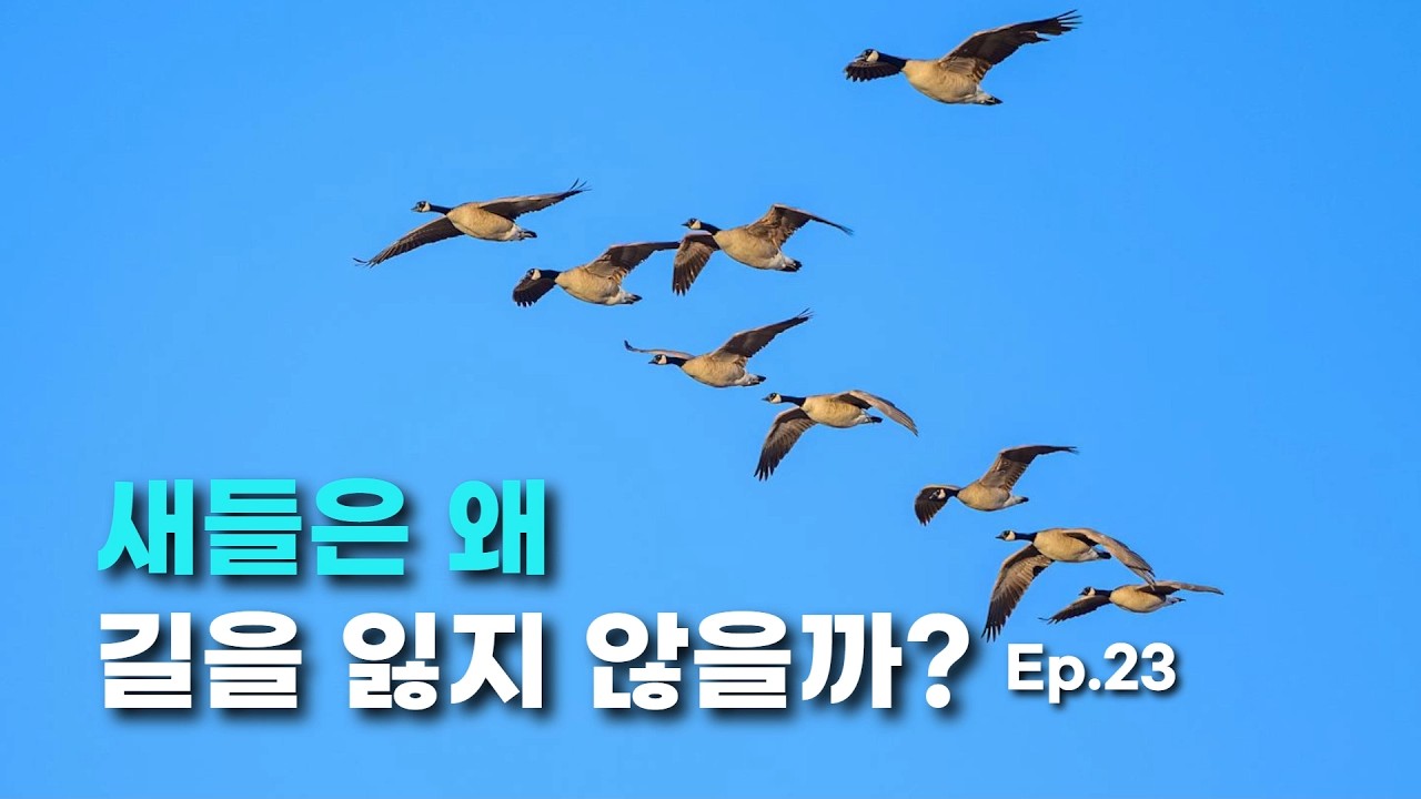 23_새들은 왜 길을 잃지 않을까?