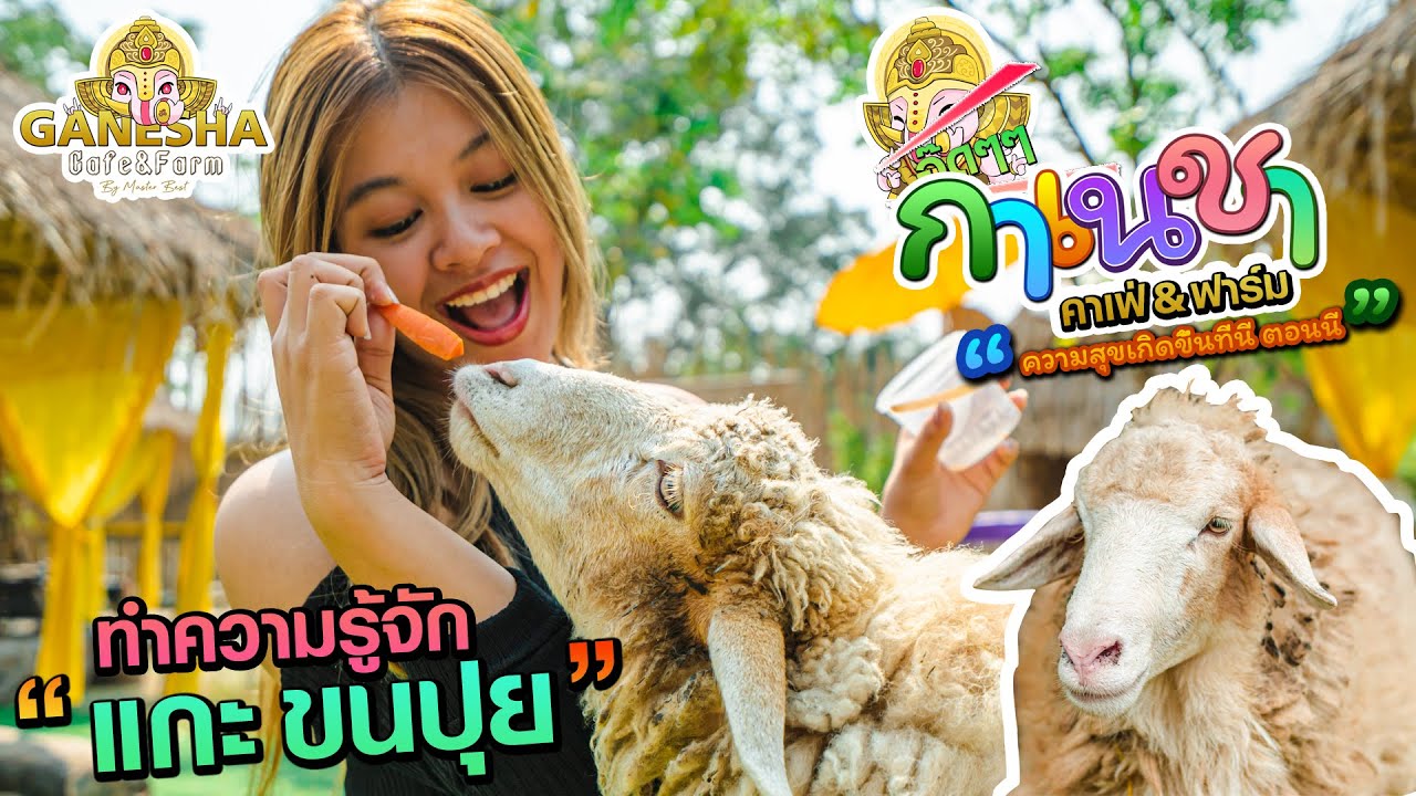 🐑 ทำความรู้จัก น้องแกะ ขนปุย ของ Ganesha Cafe&Farm🐑