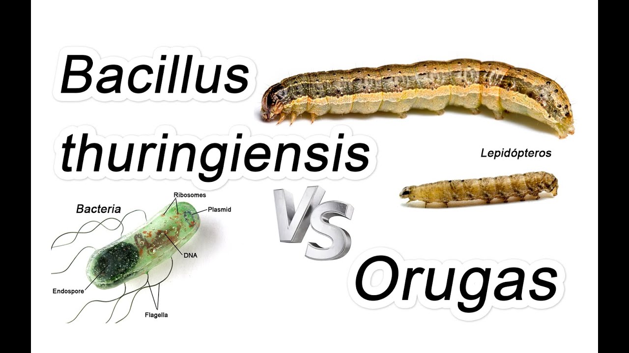 Tutorial para el Control de Orugas con Bacillus thuringiensis