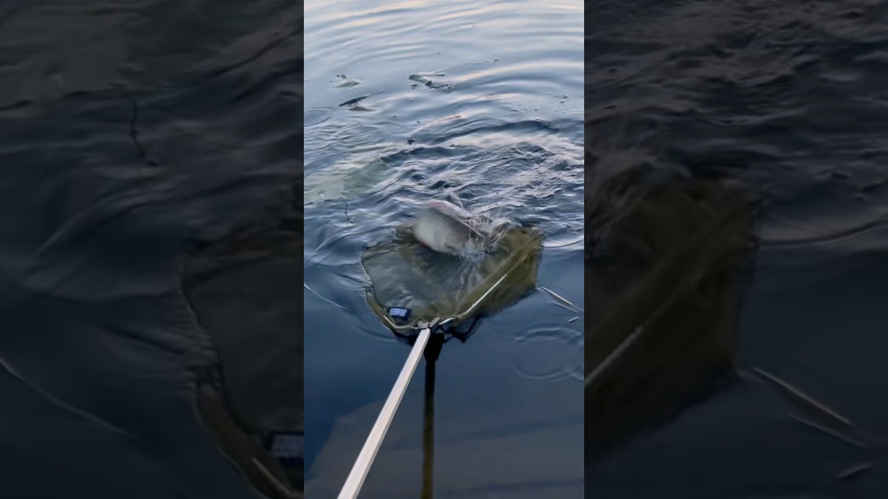 🌅 Zwei schöne Rotfedern am Abend! 🎣✨ 