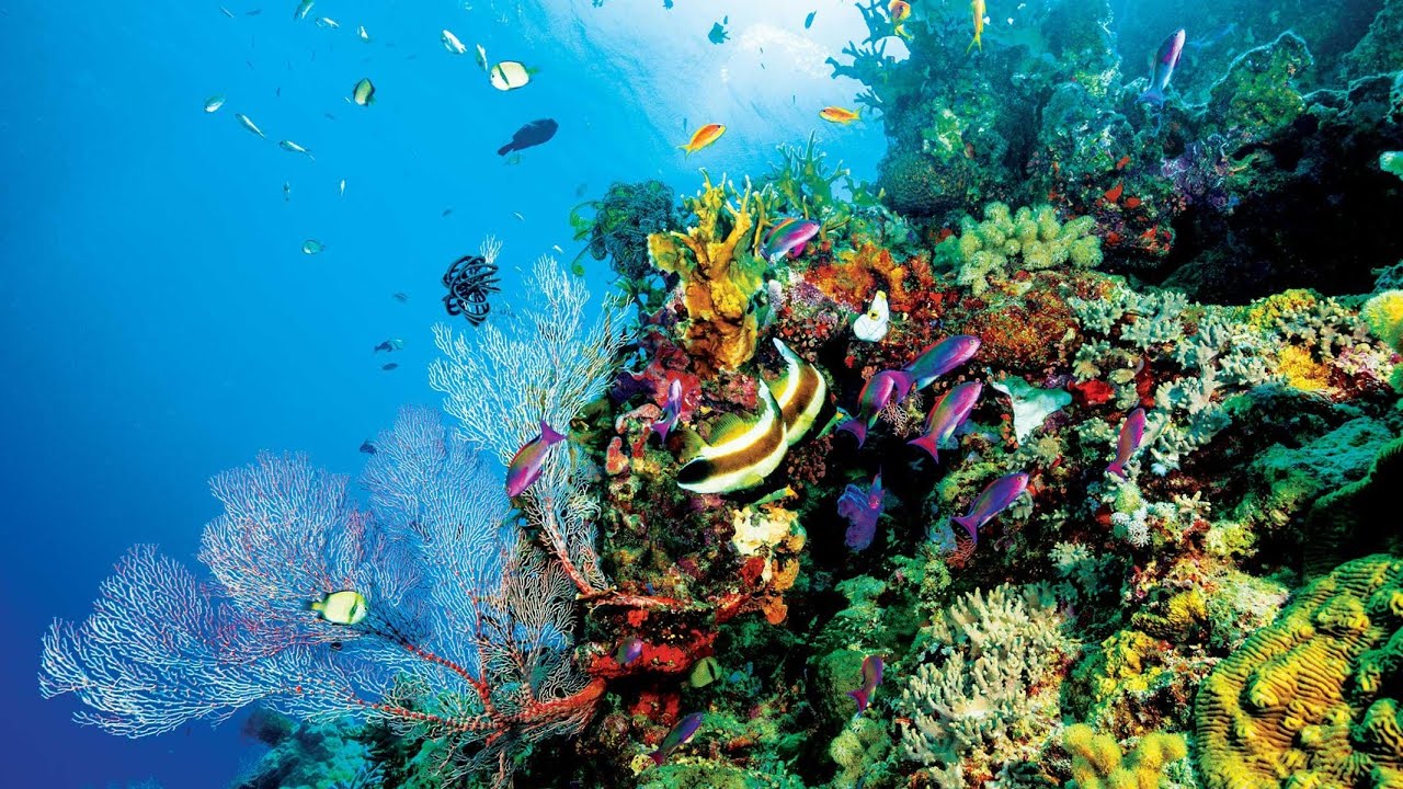 Coral sea 🏞️⛵🌊🐳/  #seacoral #coralsea