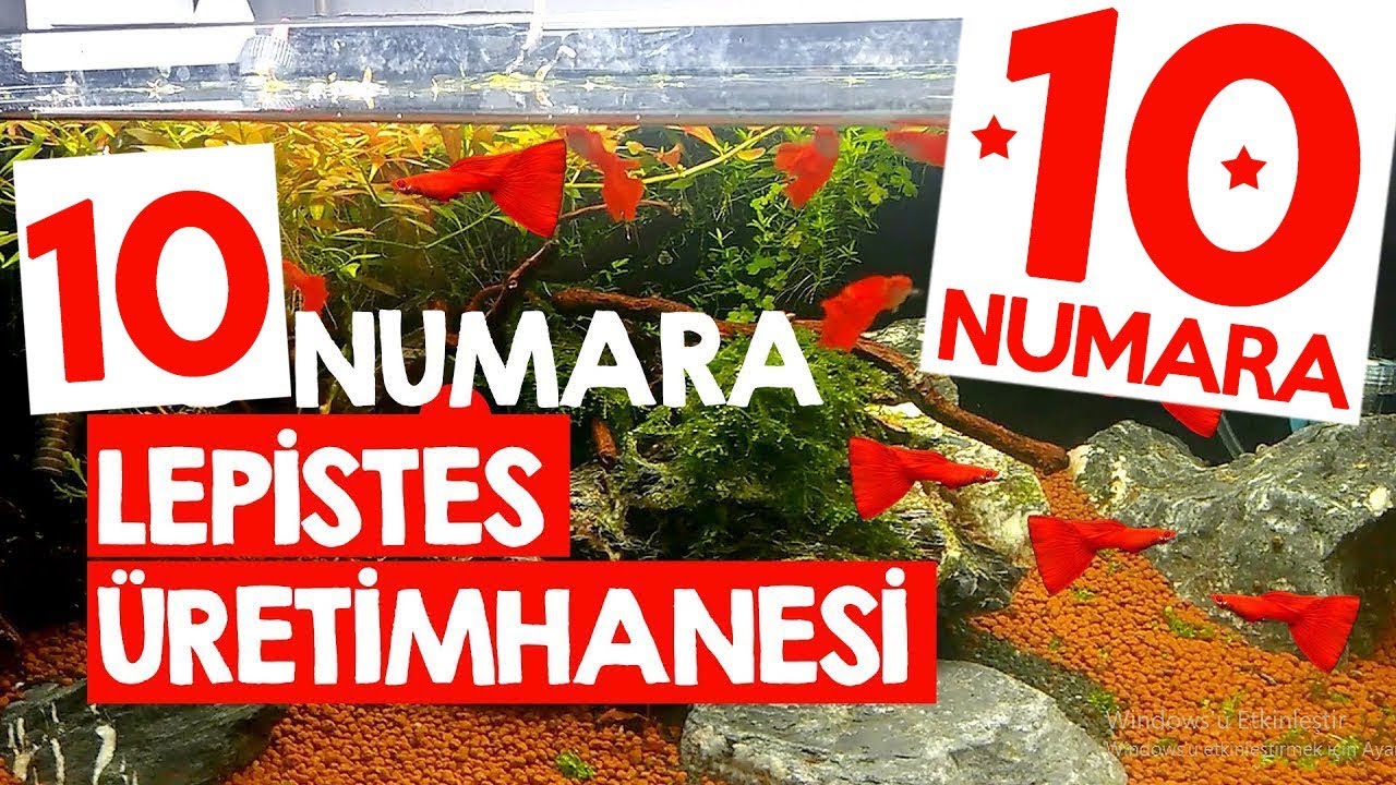 Lepistes Üretimhanesi - Full Red Lepistes - Özel Tür Lepistesler