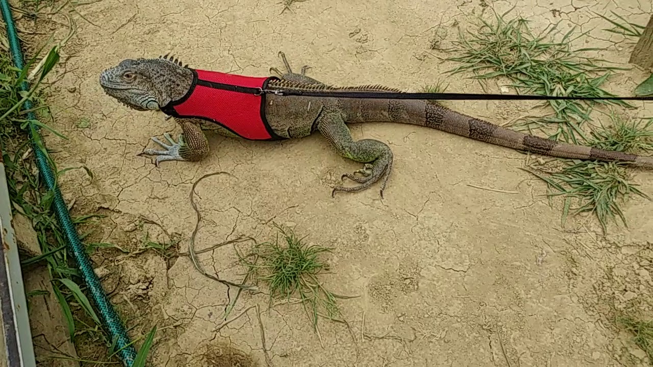 Leguan zelen&yacute; Igorko❤ na zahradke 😍🍀