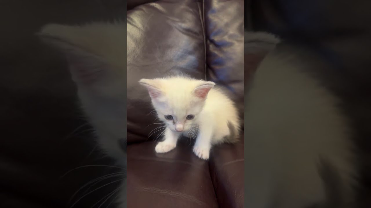 🔴 Baby Snowy relaxing 