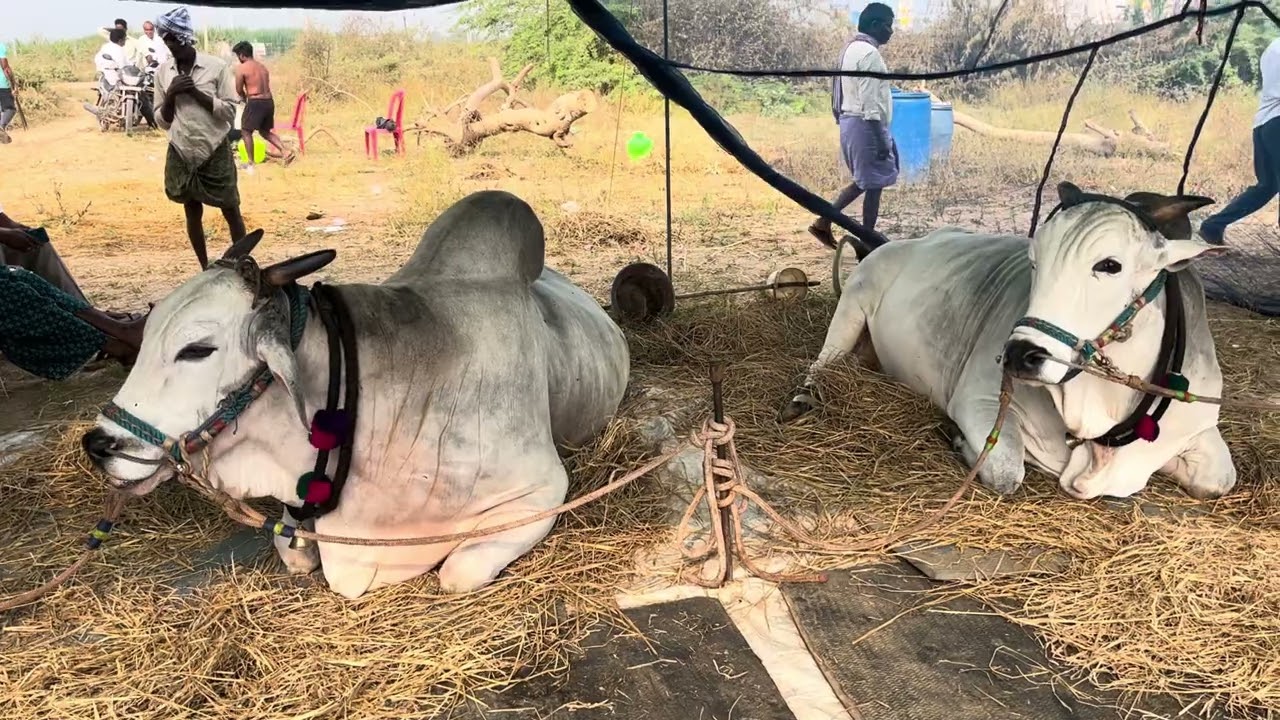 MCOR బుల్స్ దుబ్బంబ కారంజర 