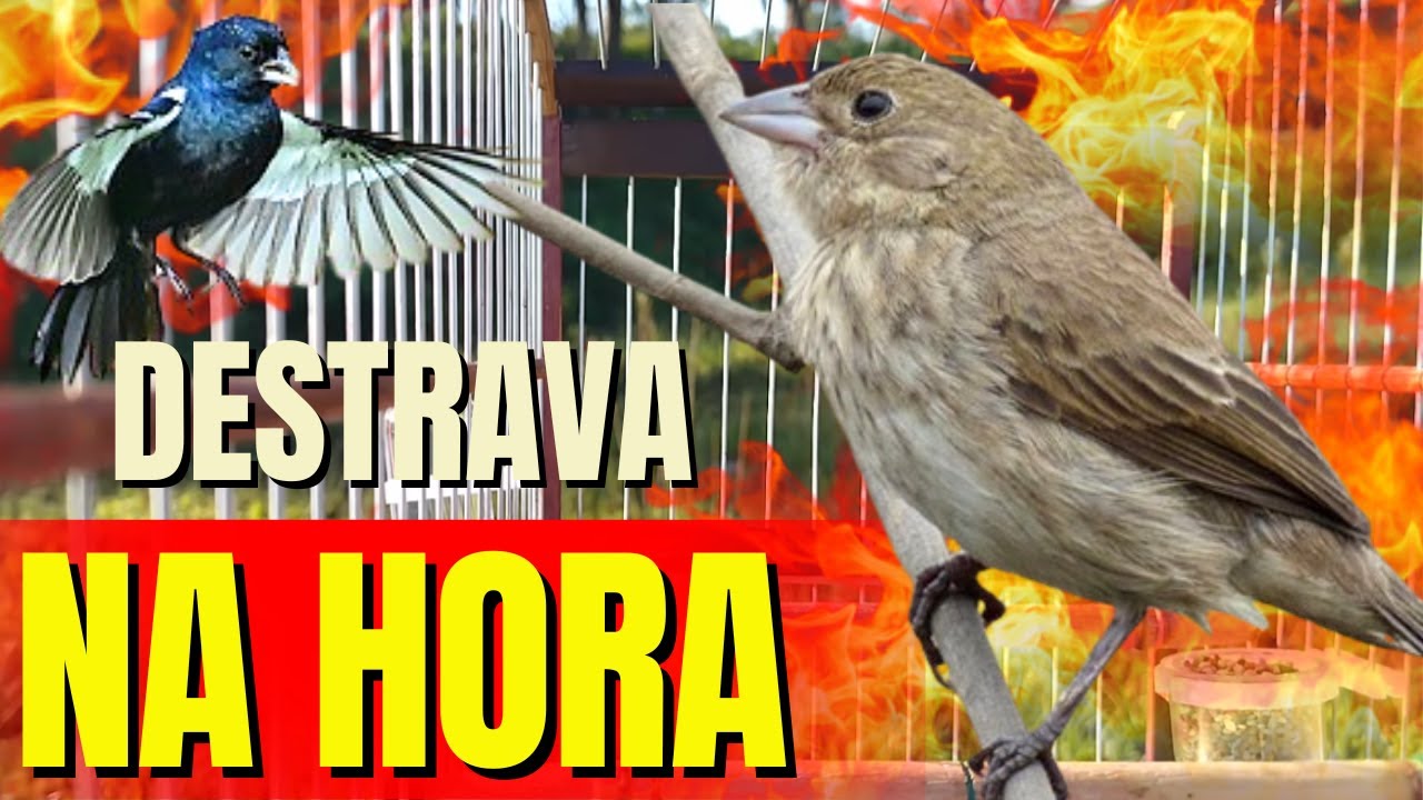 PIADO DE FÊMEA DE TIZIU FIT SEU TIZIU VAI CANTAR NA HORA TIZIU CANTANDO PIADO DE FÊMEA DE TIZIU FIT