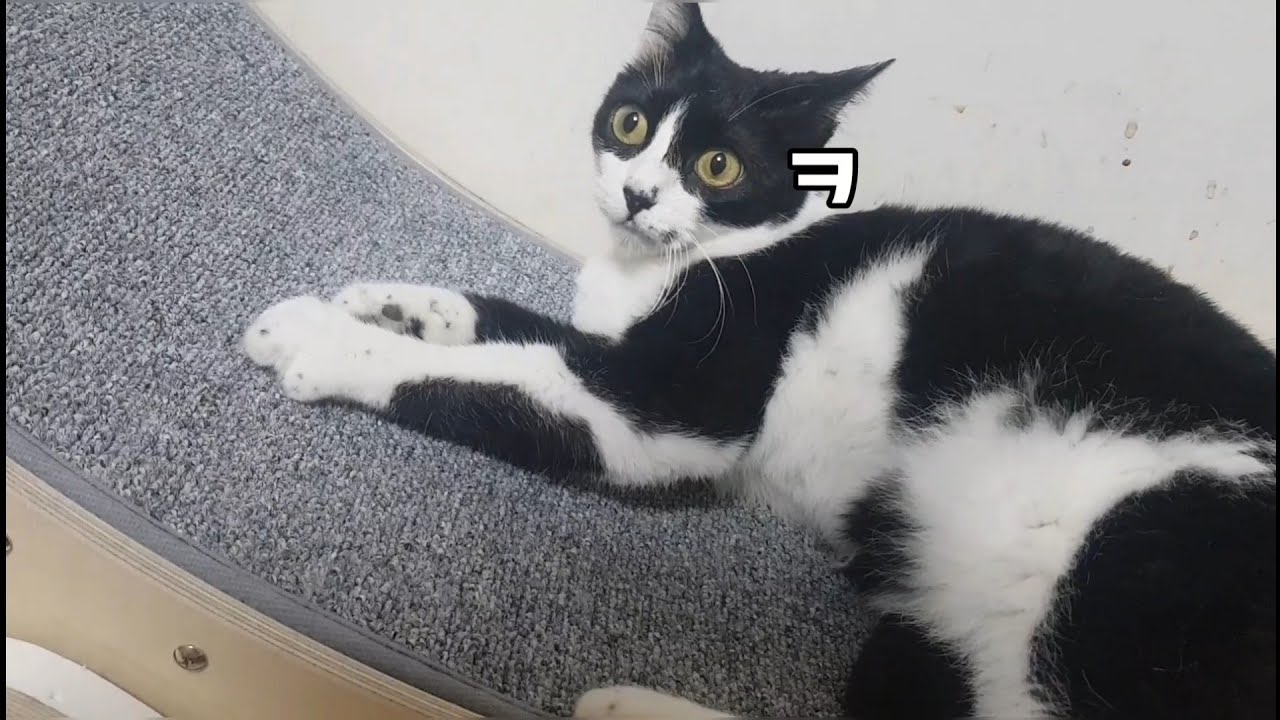 우리집 캣휠이 피칠한(?) 캣휠이 된 사연 (feat. 블러드 캣휠)