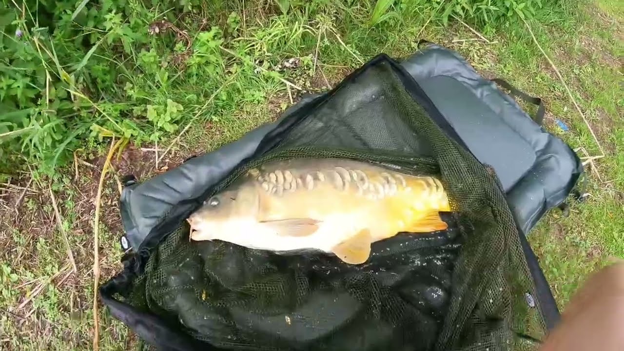 Carp run & drill, Netherlands