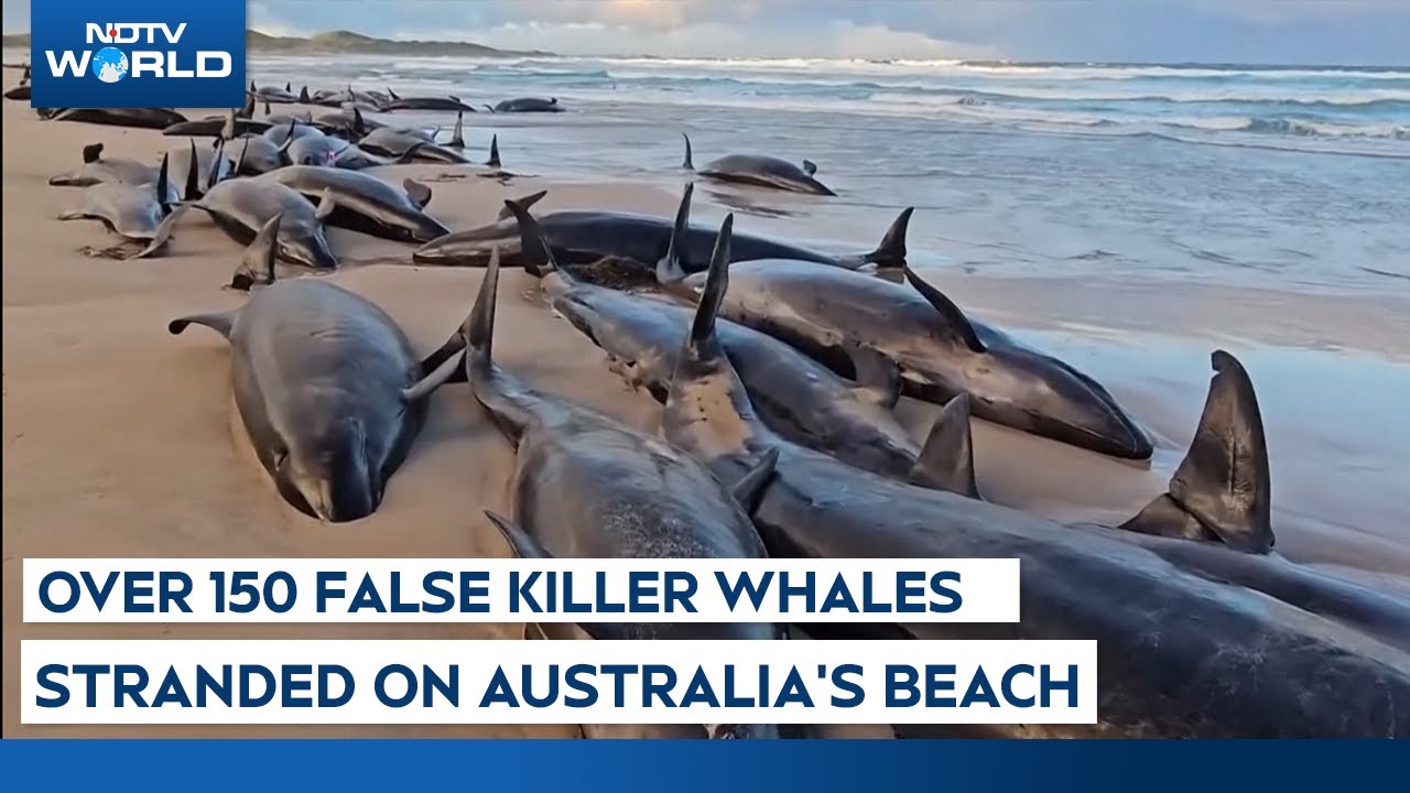 Australia News | Over 150 False Killer Whales Stranded On Australia's Tasmania Beach