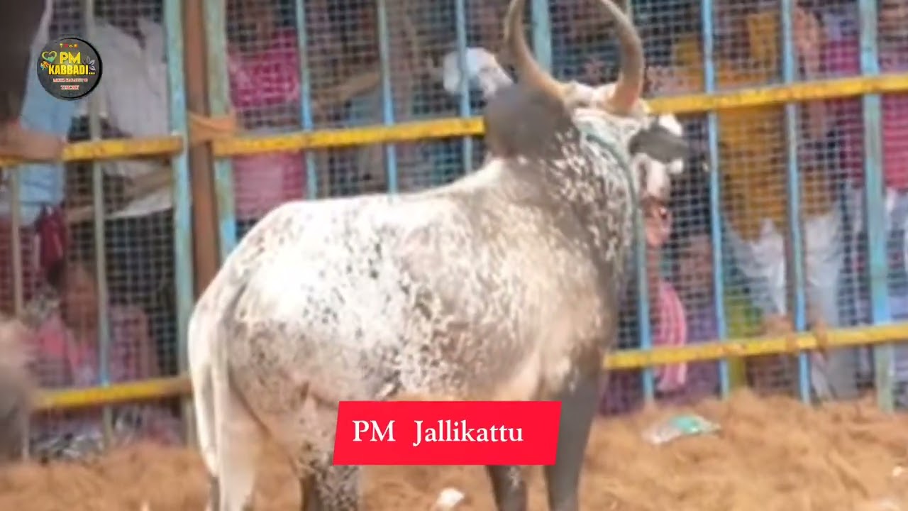 காலையின் அக்ரோசமான ஆட்டம் ❤️‍🔥