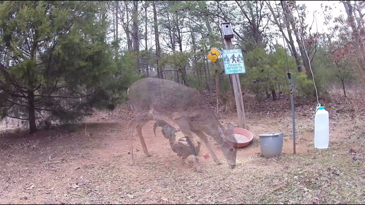 Deer and Rooster. 2/25/26