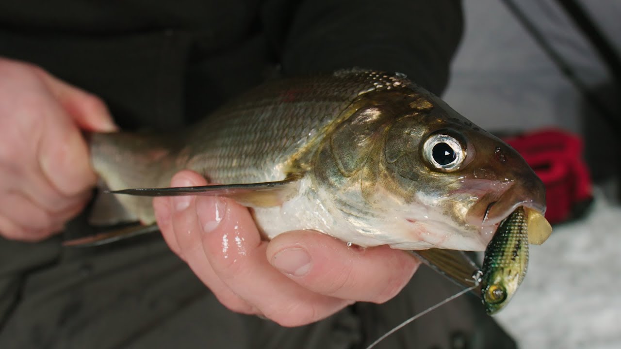 Ice Fishing Green Bay Whitefish - In-Depth Outdoors TV Season 12, Episode 12