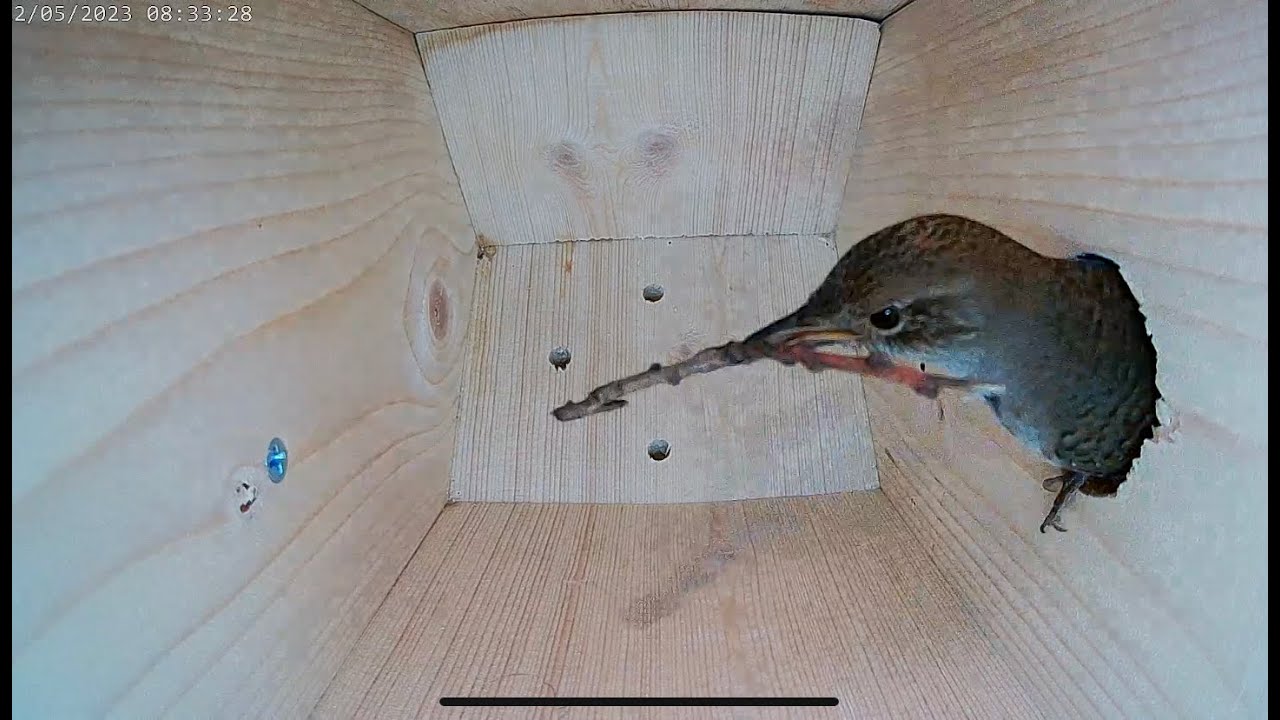 How an Empty Nest Box Became Home to 6 House Wren Chicks (Part 1) #nestbox #bird #nest