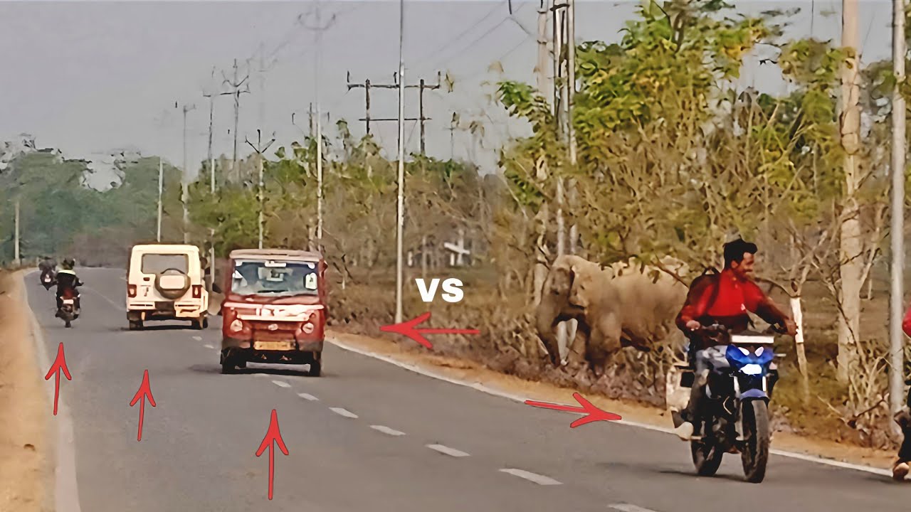 1 February 2026#assam #animals #shassamanimals 