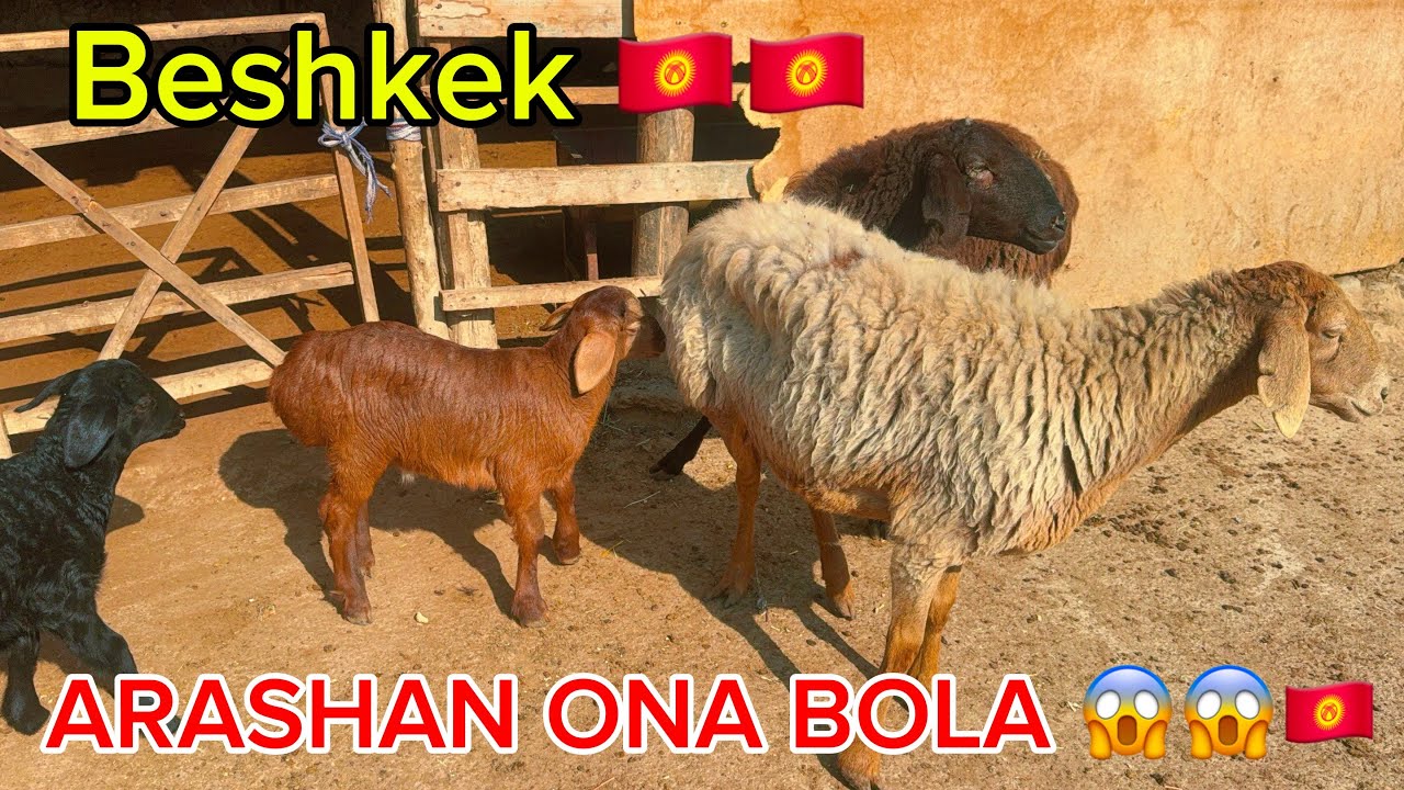 🇰🇬Qirgizistondan Ona bola qoylar bugoz narxida shoshiling 😱🏃🏼‍➡️