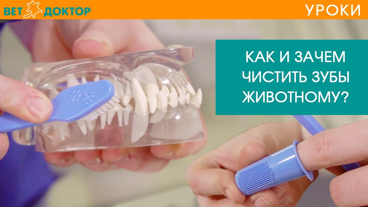 Как правильно чистить зубы собаке в домашних условиях. Уход за зубами и профилактика зубного камня
